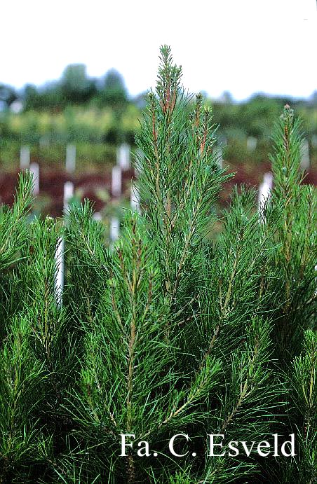 Pinus halepensis eldarica