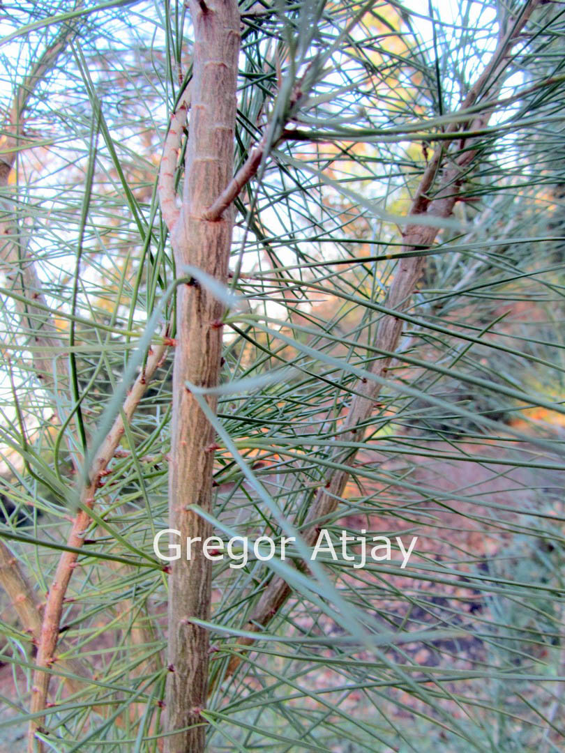 Pinus halepensis