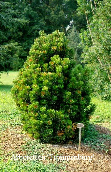 Pinus heldreichii 'Compact Gem'