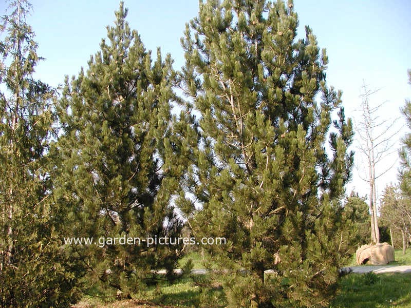 Pinus heldreichii