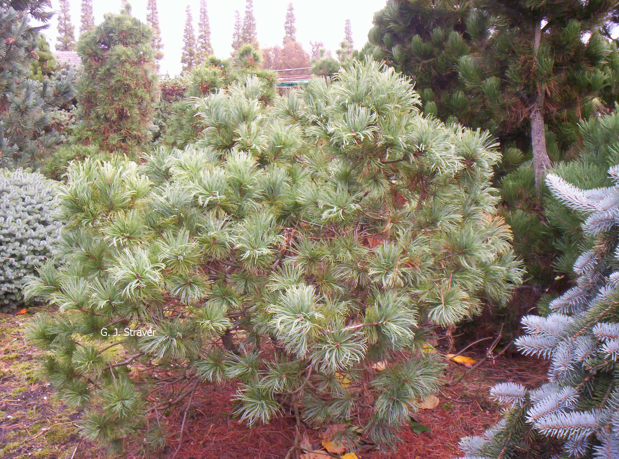 Pinus koraiensis 'Winton'