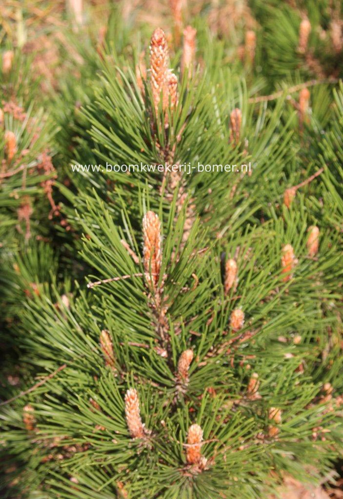 Pinus leucodermis 'Dolce Dorme' (84323)