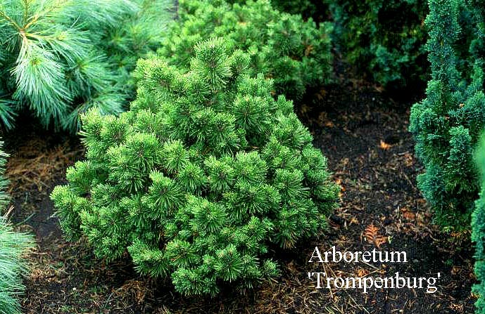 Pinus mugo 'Allg&auml;u'