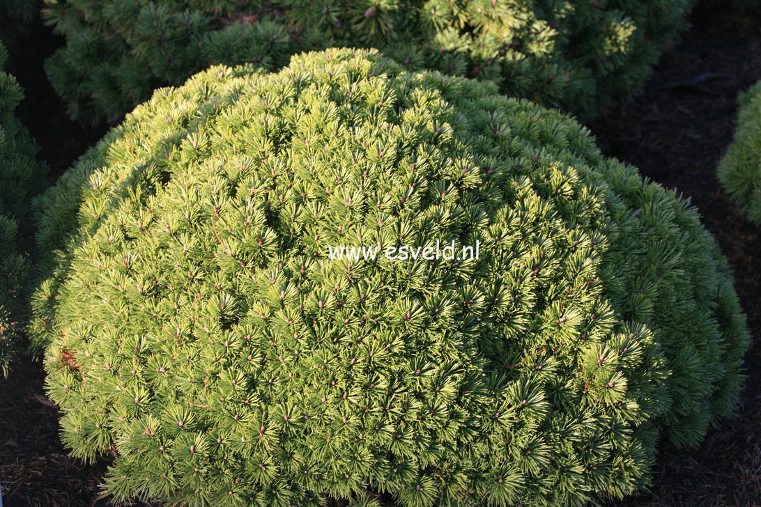 Pinus mugo 'Benjamin'