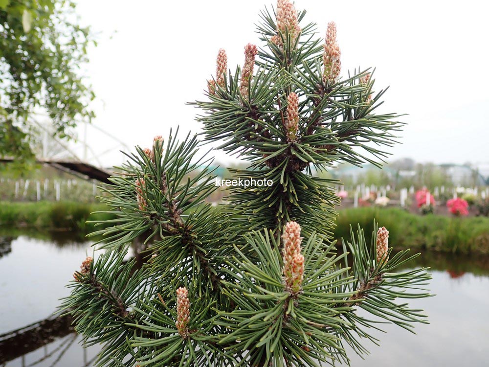 Pinus mugo 'Columbo'