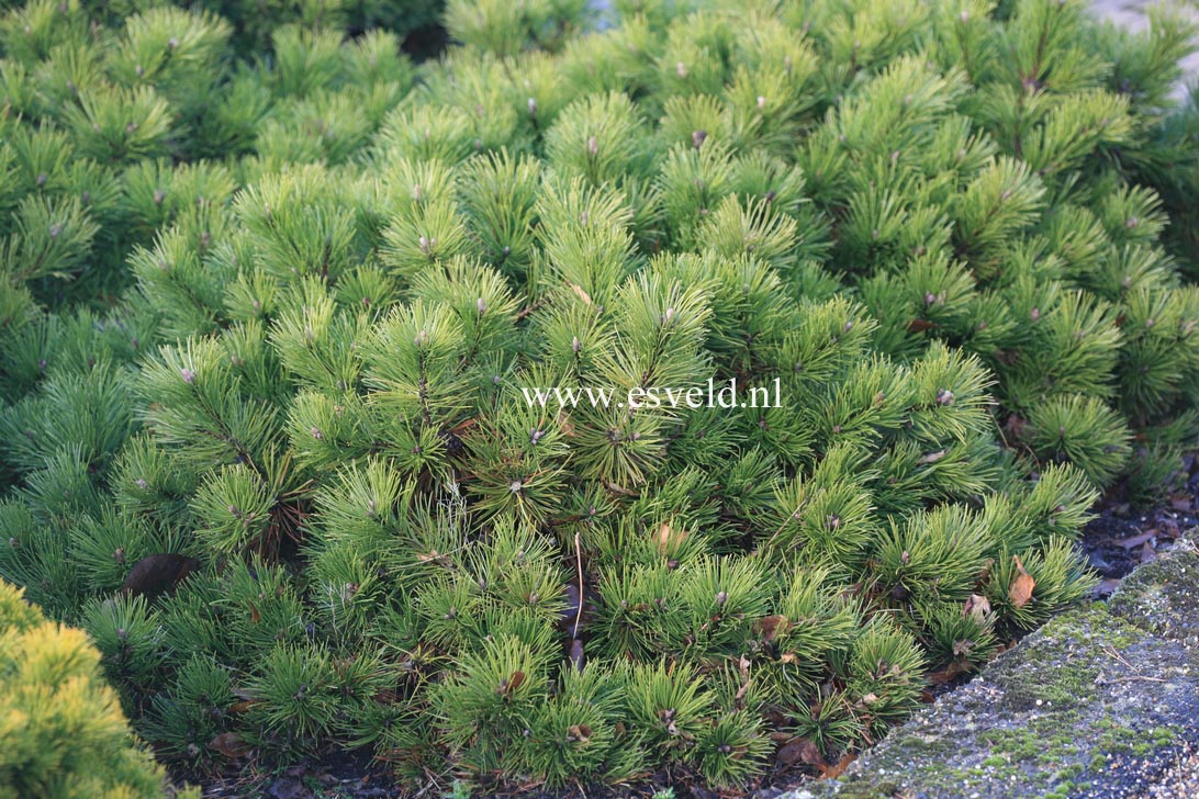 Pinus mugo 'Corley's Mat'