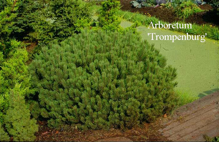 Pinus mugo 'Esveld Select'