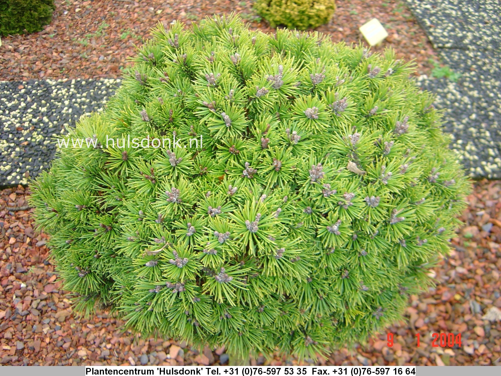 Pinus mugo 'Fischleinboden' Pinus mugo 'Fischleinboden'