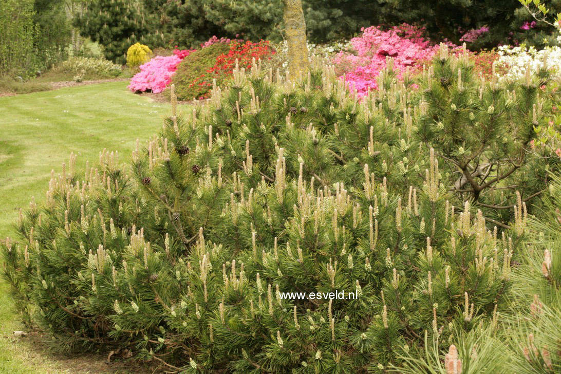 Pinus mugo 'Hesse' (19351)