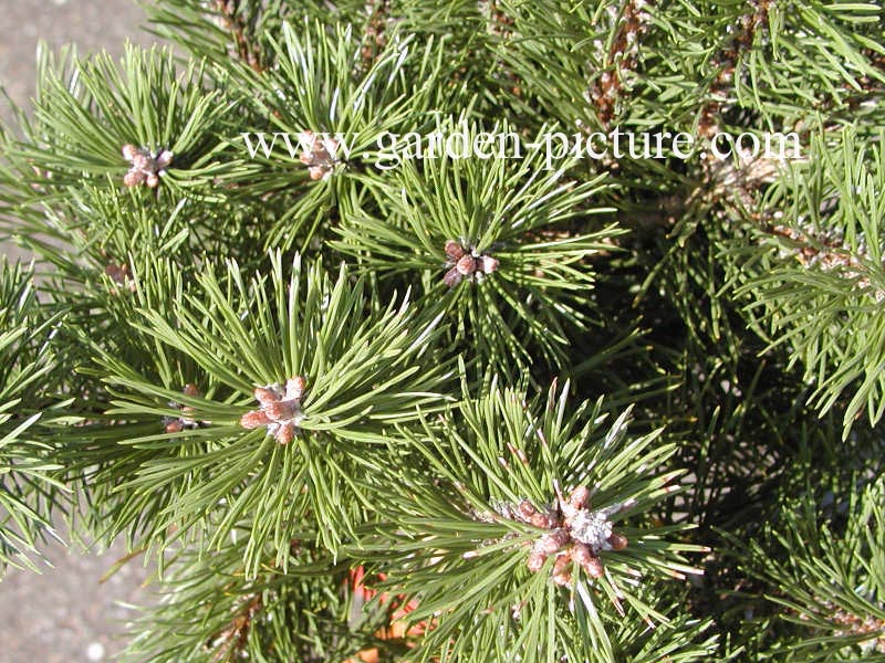 Pinus mugo 'Humpy'