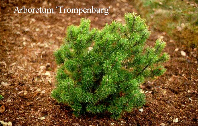 Pinus mugo 'Knapenburg'