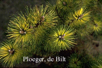 Pinus mugo 'Kokarde'