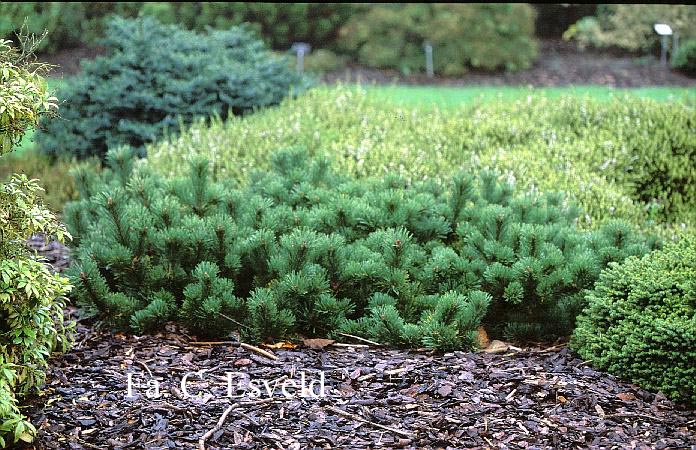 Pinus mugo 'Krauskopf'