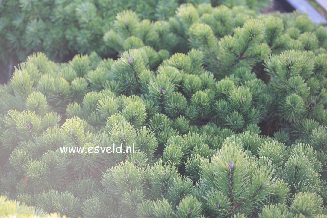 Pinus mugo 'March'