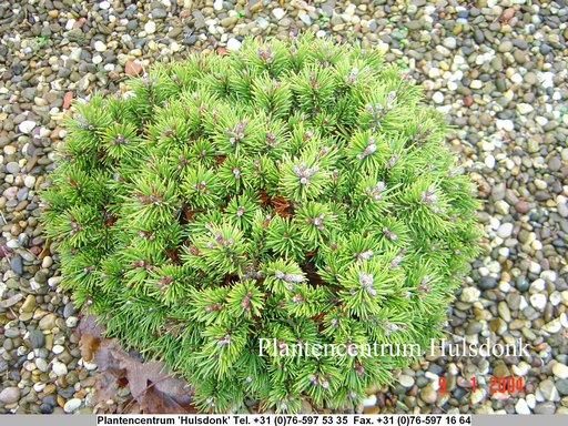 Pinus mugo 'Mini Mops'
