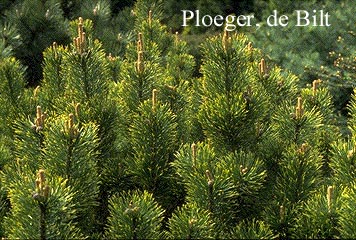 Pinus mugo 'Pal Maleter'