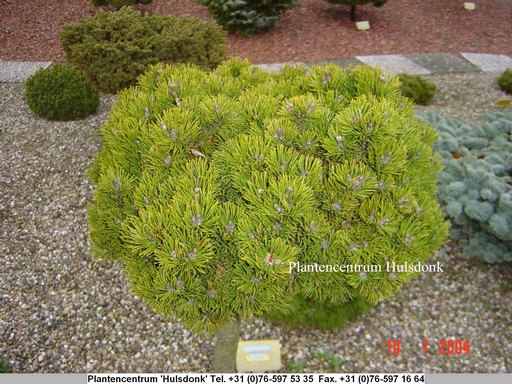 Pinus mugo 'Picobello'