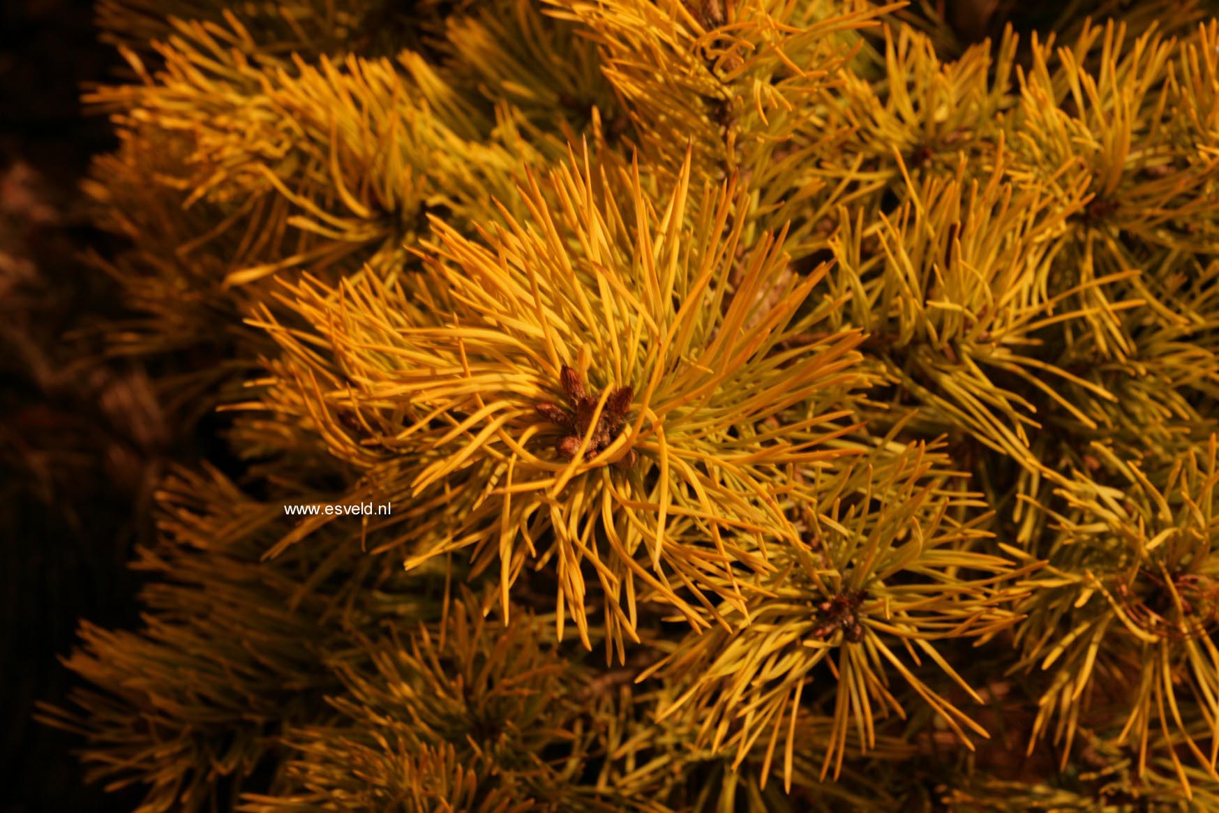 Pinus mugo 'Winter Gold'