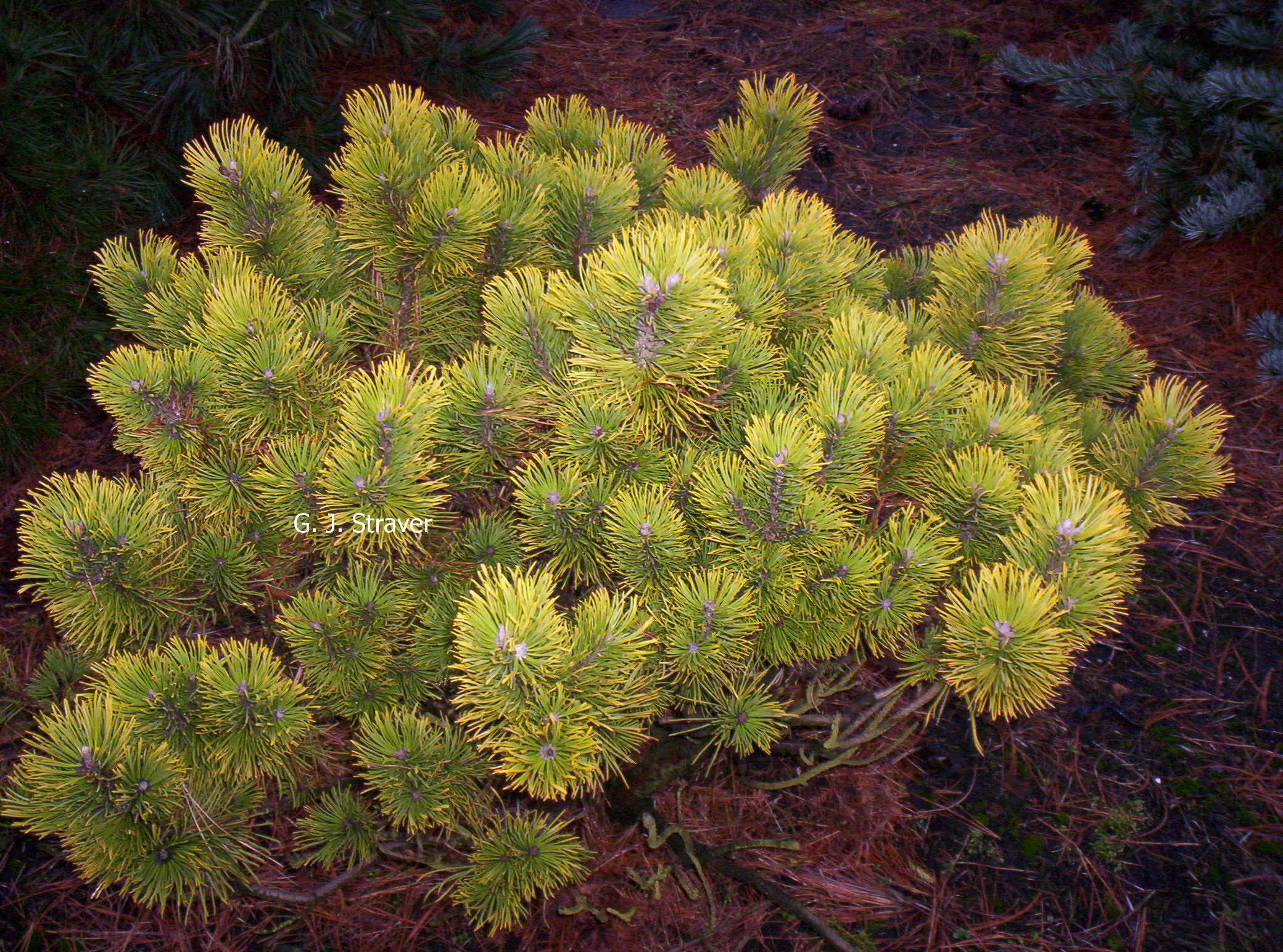 Pinus mugo 'Wintersonne'