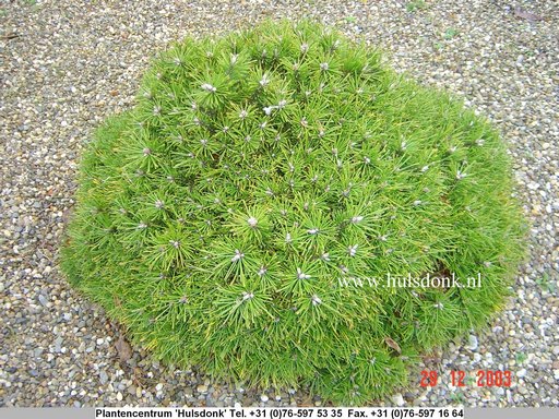 Pinus mugo 'Winzig' Pinus mugo 'Winzig'