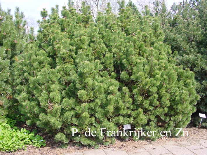 Pinus mugo subsp. mugo