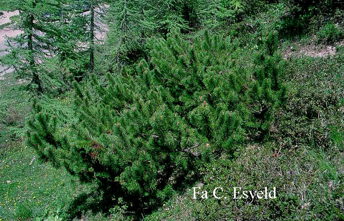 Pinus mugo