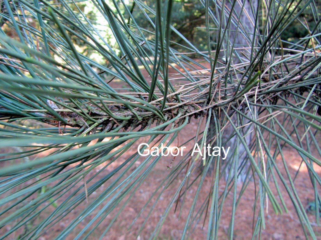 Pinus nigra 'Koekelaere'
