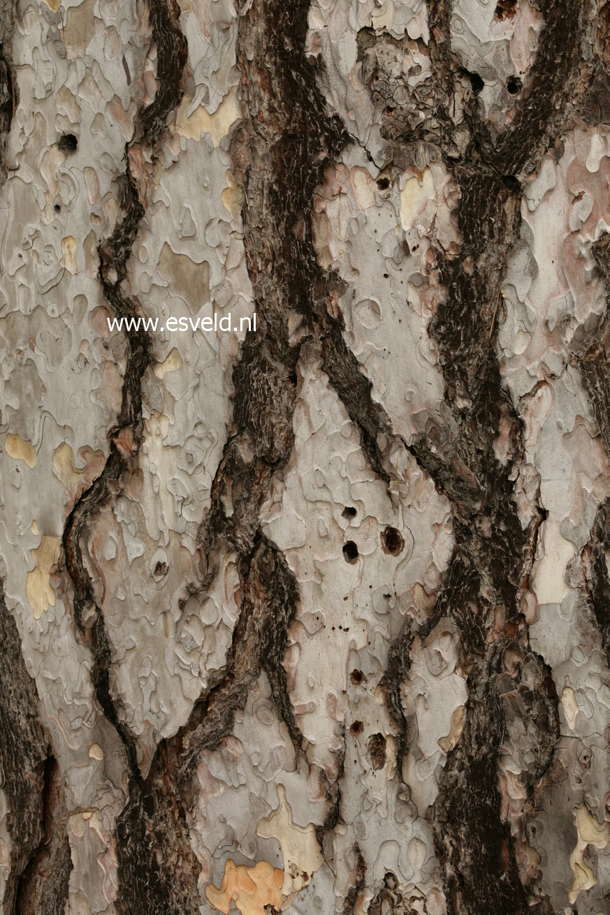Pinus nigra