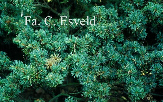 Pinus parviflora 'Adcocks Dwarf'