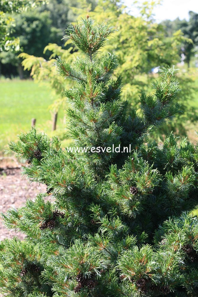 Pinus parviflora 'Bergman'