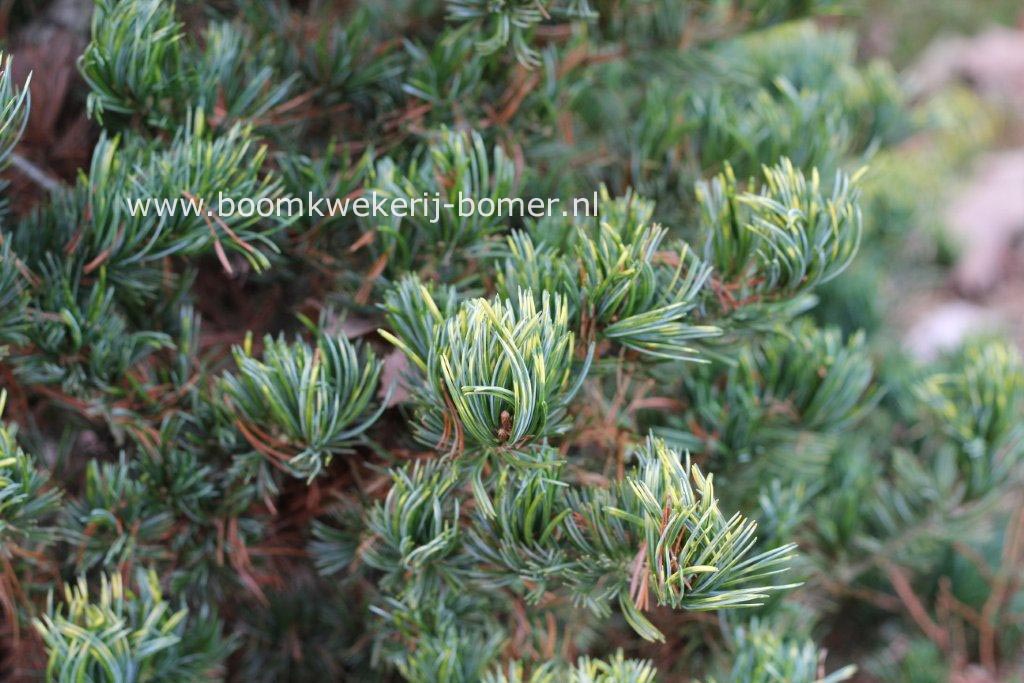 Pinus parviflora 'Fukai'