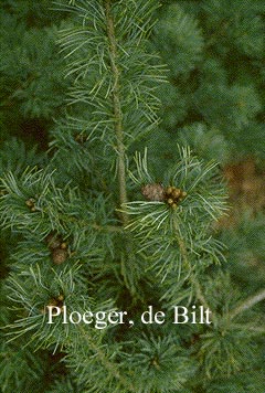 Pinus parviflora 'Fukusumo' Pinus parviflora 'Fukusumo'