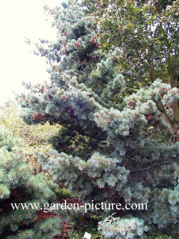 Pinus parviflora 'Gimborn's Ideal'