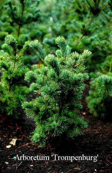 Pinus parviflora 'Gimborns Pyramid'