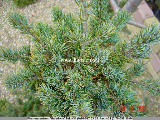 Pinus parviflora 'Ichi-Nose'