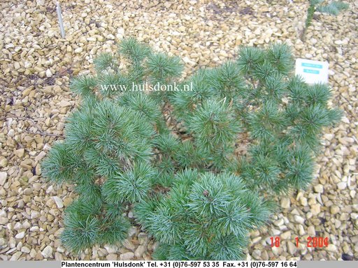 Pinus parviflora 'Kiomatsu'