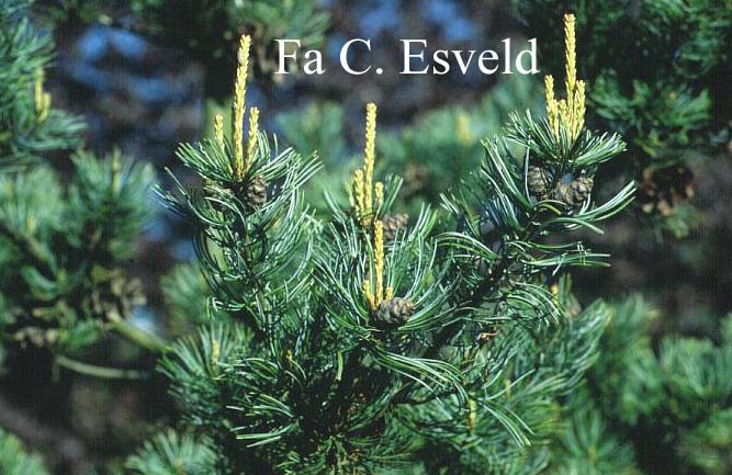 Pinus parviflora 'Negishi'