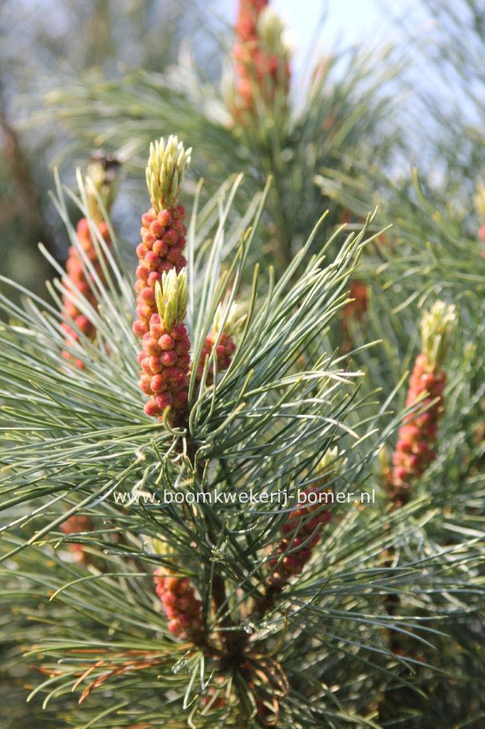 Pinus parviflora 'Ryu kuho' (84313)