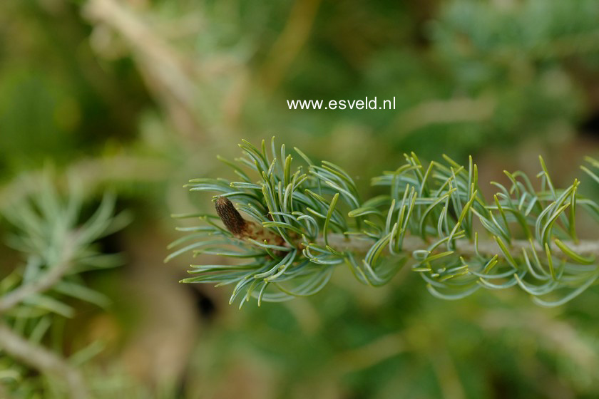 Pinus parviflora 'Saphir'