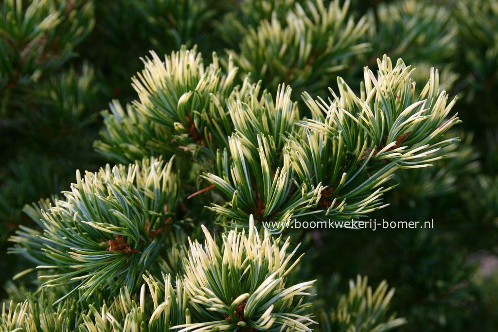 Pinus parviflora 'Shikoku' (84312)