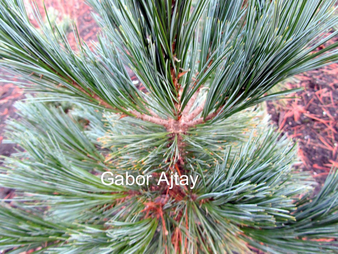 Pinus peuce 'Glauca'