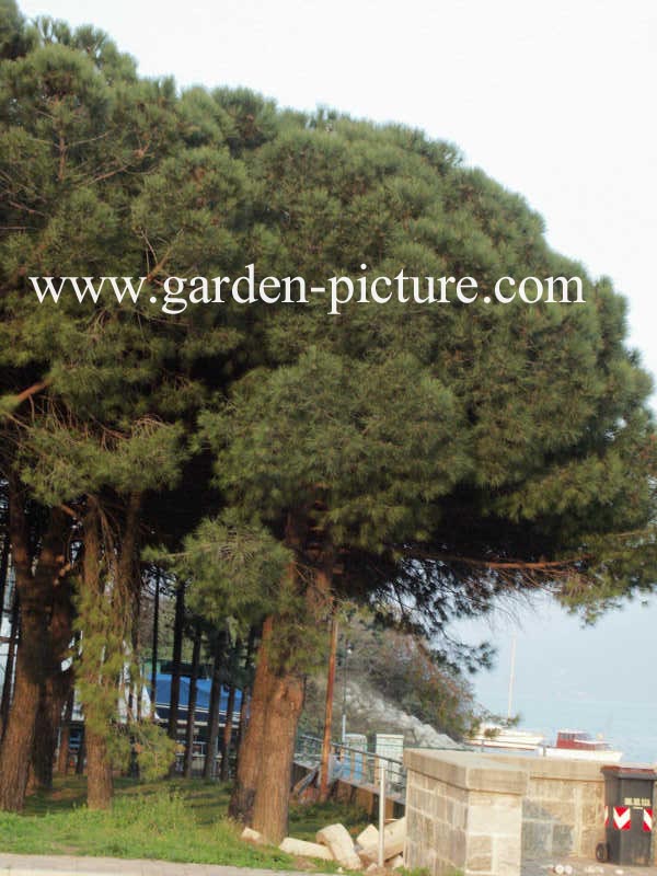 Pinus pinea
