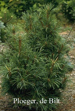 Pinus pumila 'Chlorocarpa'