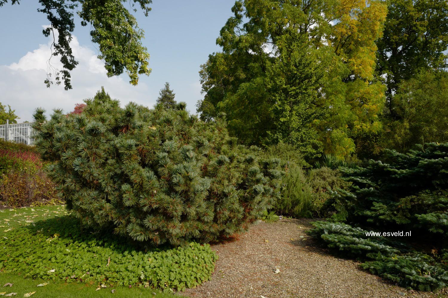 Pinus pumila 'Draijer's Dwarf'