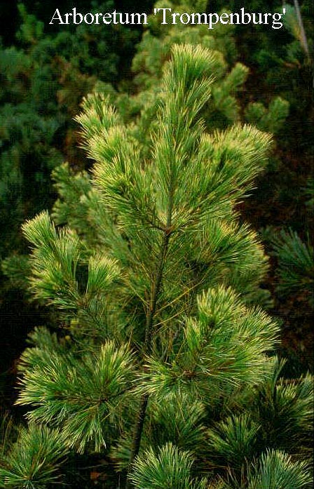 Pinus strobus 'Alba' Pinus strobus 'Alba'