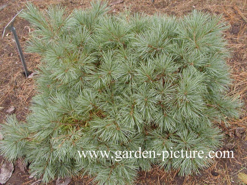 Pinus strobus 'Blue Shag'