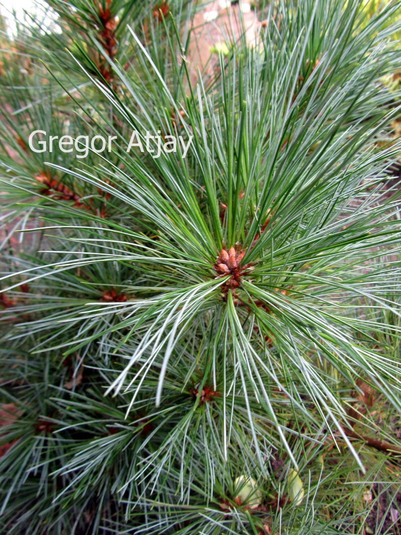 Pinus strobus 'Densa'