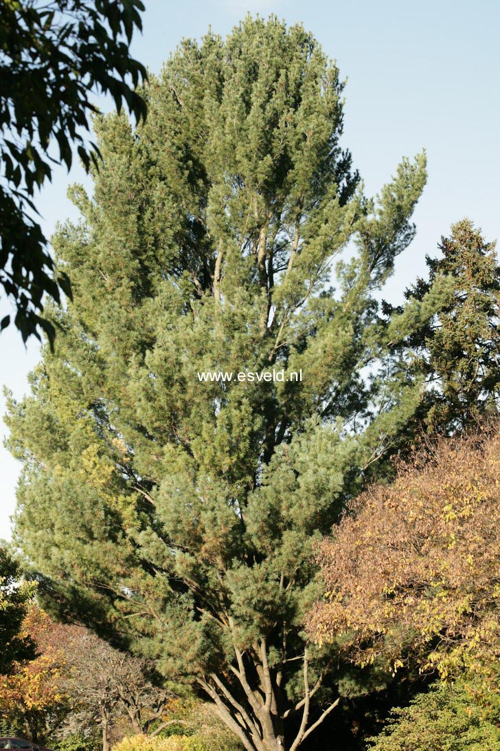 Pinus strobus 'Fastigiata'