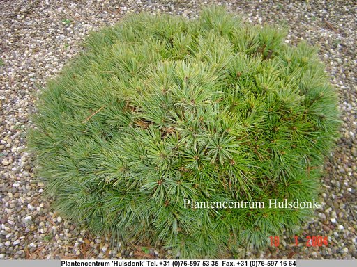 Pinus strobus 'Greg'