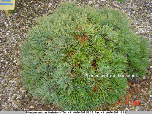 Pinus strobus 'Horsford'